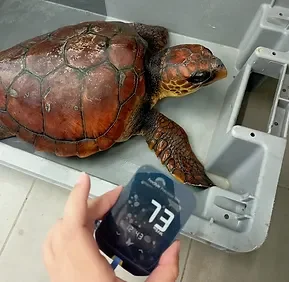 Diagnóstico veterinário