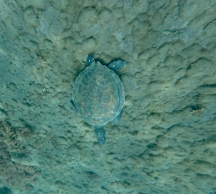 Chelonia mydas