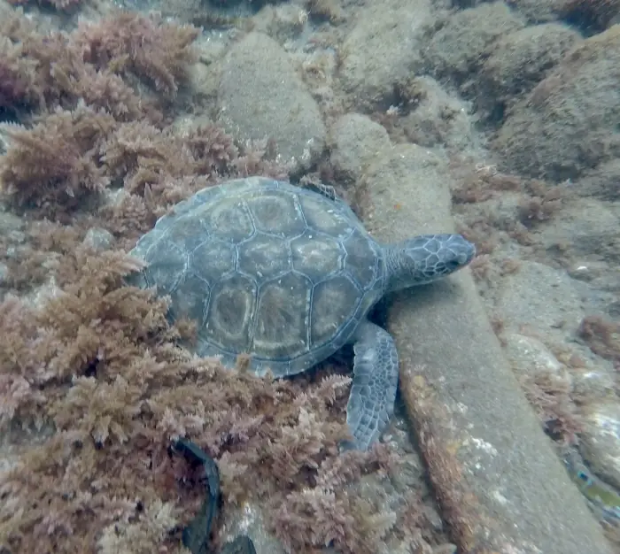 Chelonia mydas