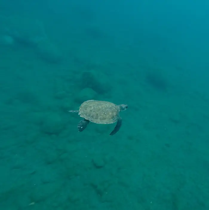 Chelonia mydas