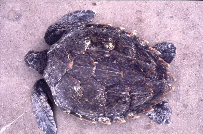 Eretmochelys imbricata