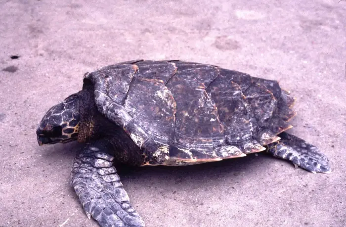 Eretmochelys imbricata