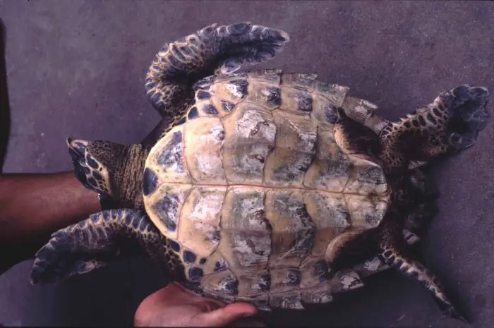 Eretmochelys imbricata