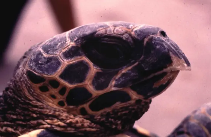 Eretmochelys imbricata