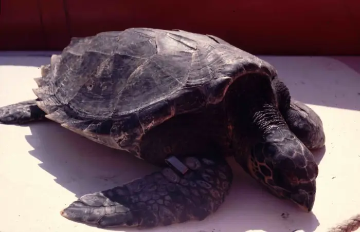 Eretmochelys imbricata