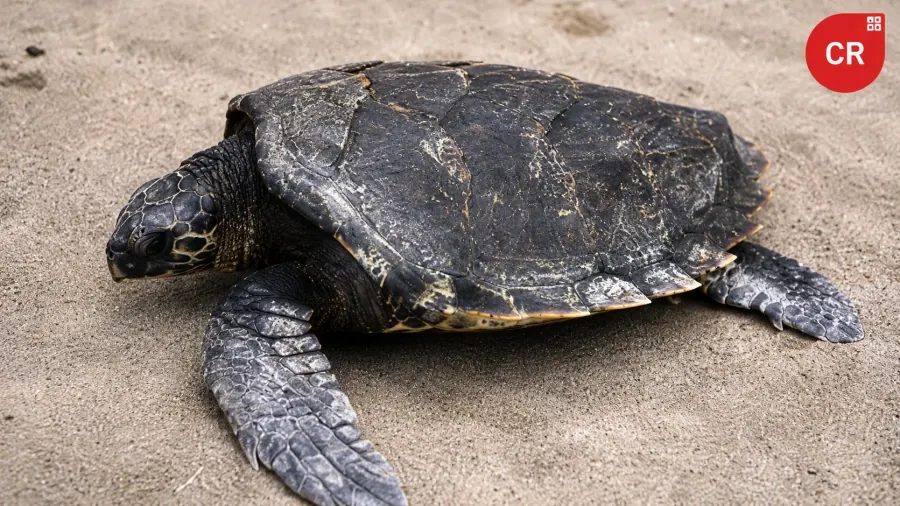 Eretmochelys imbricata