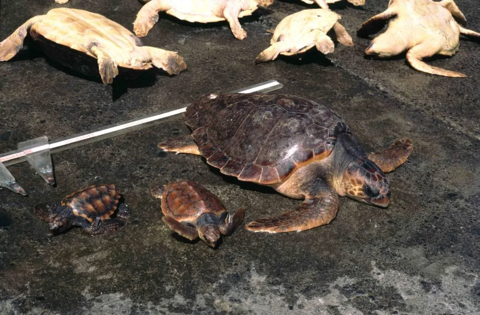 Decréscimo da população de tartarugas