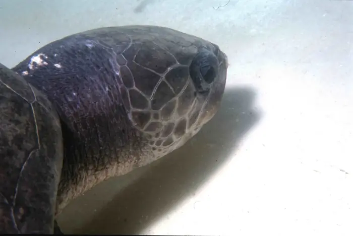 Lepidochelys kempii