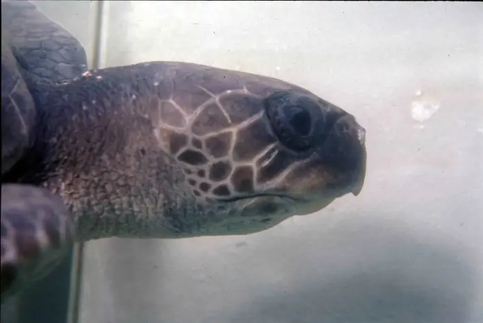 Lepidochelys kempii