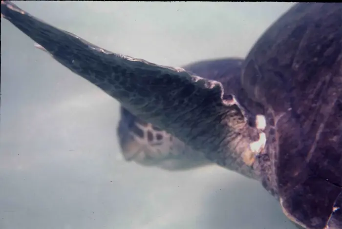 Lepidochelys kempii