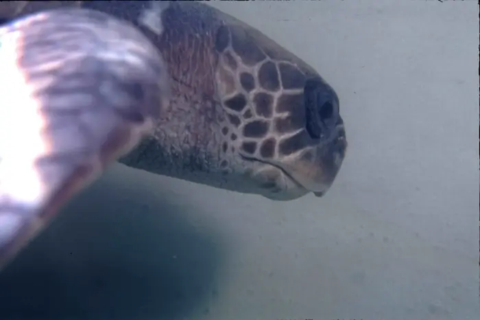 Lepidochelys kempii