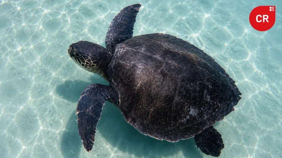 Lepidochelys kempii