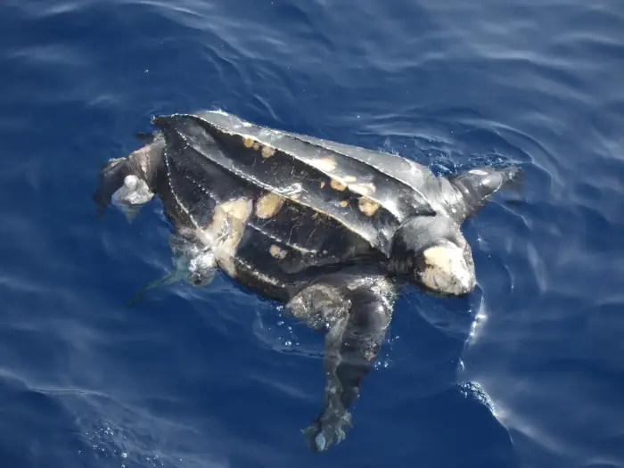 Dermochelys coriacea