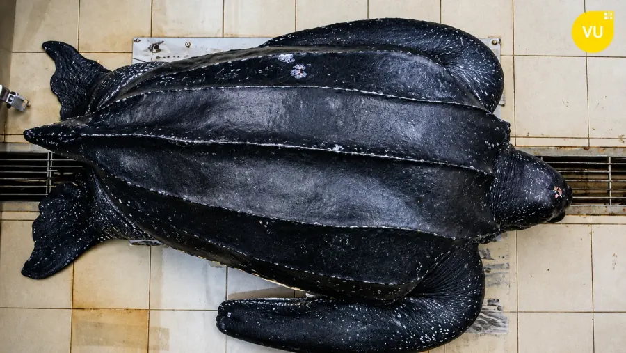 Dermochelys coriacea