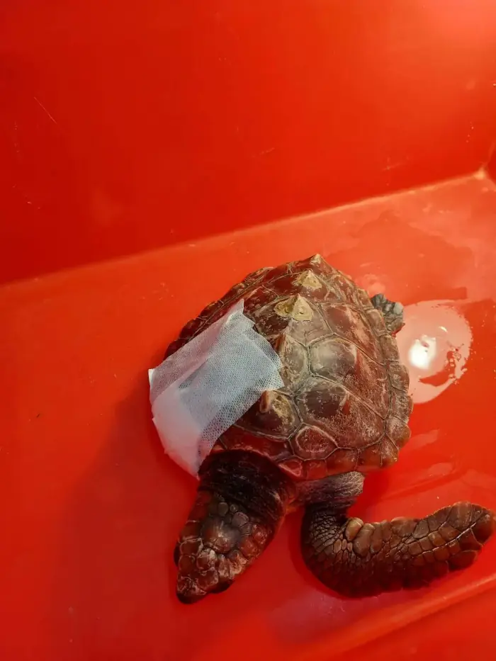 Caretta caretta