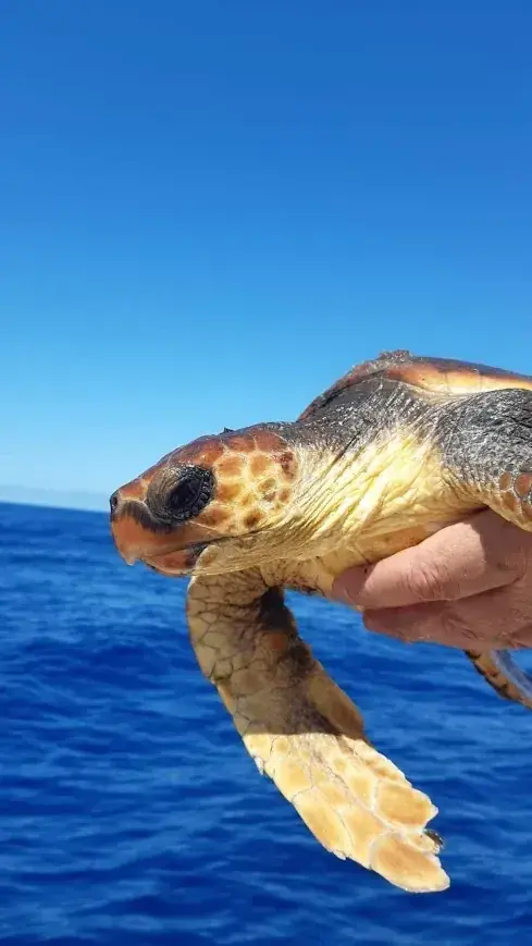 Caretta caretta