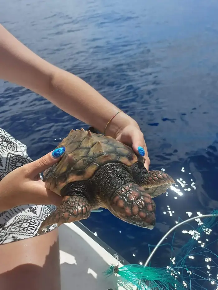 Caretta caretta