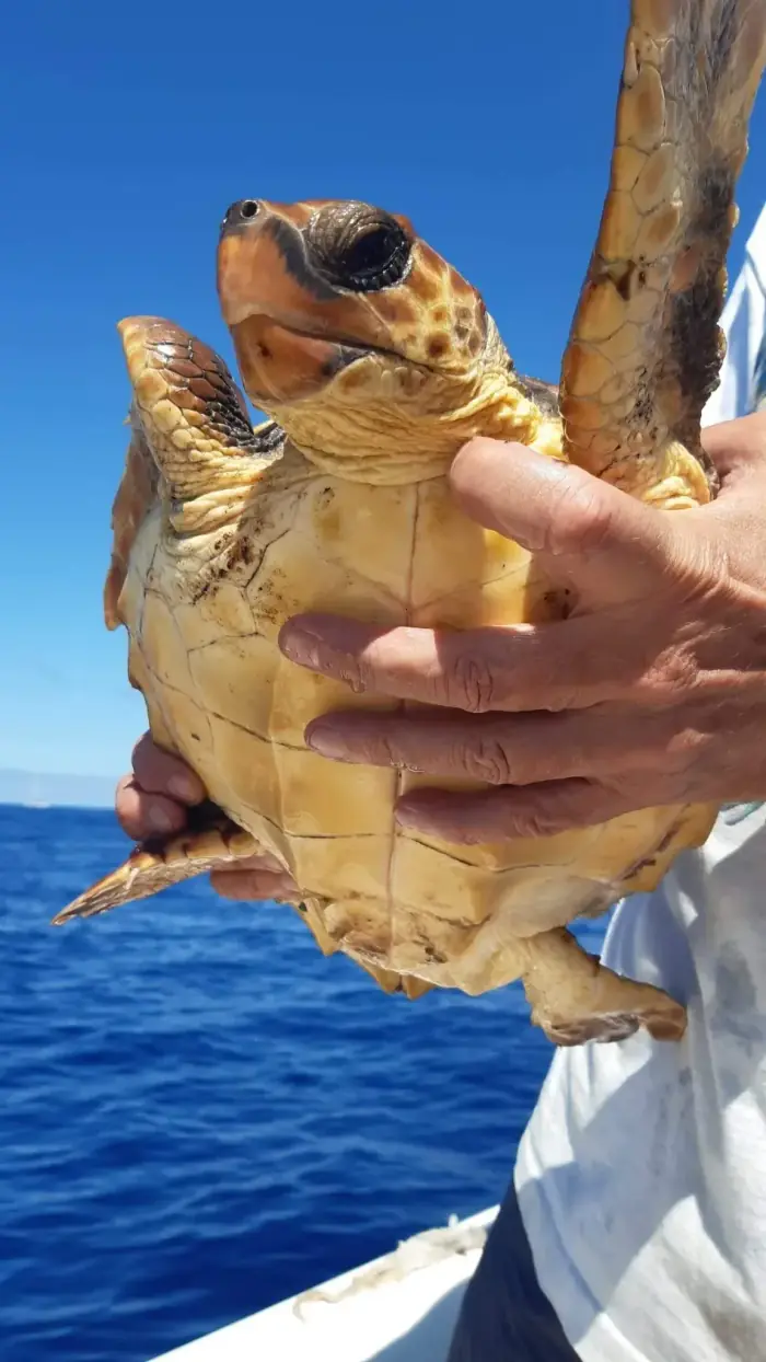Caretta caretta