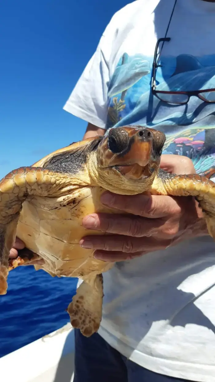 Caretta caretta
