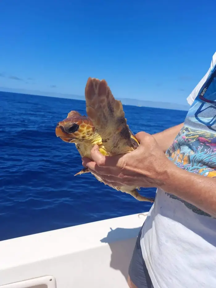 Caretta caretta