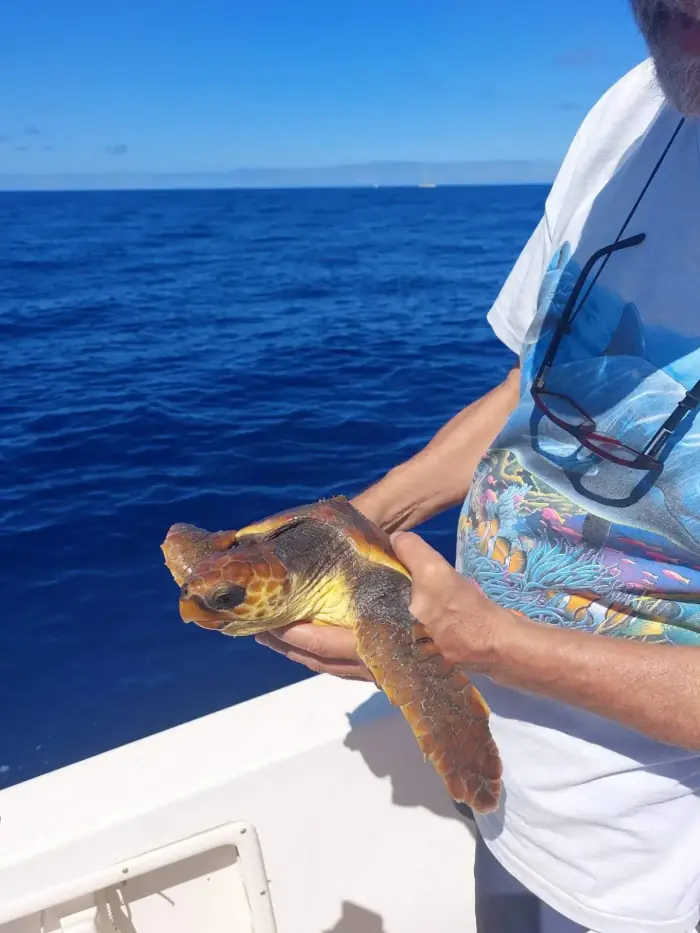 Caretta caretta