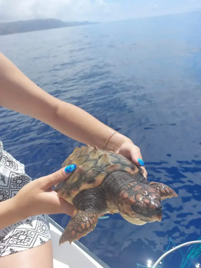 Caretta caretta
