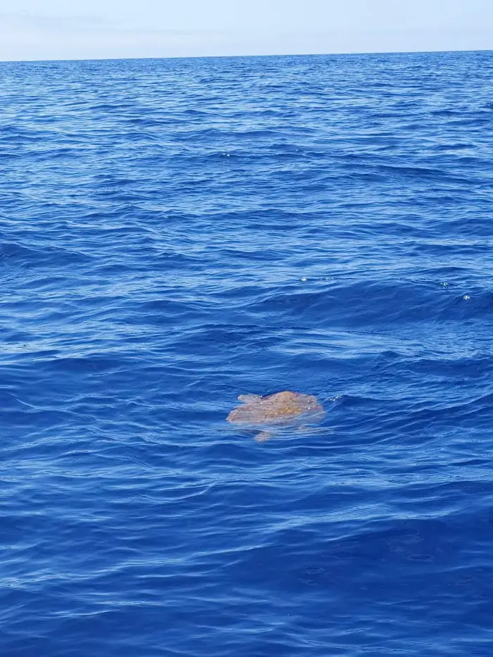 Caretta caretta