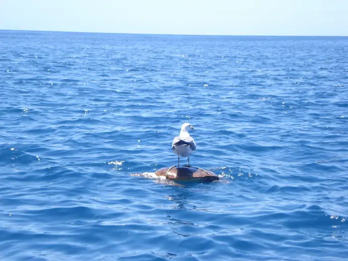 Caretta caretta