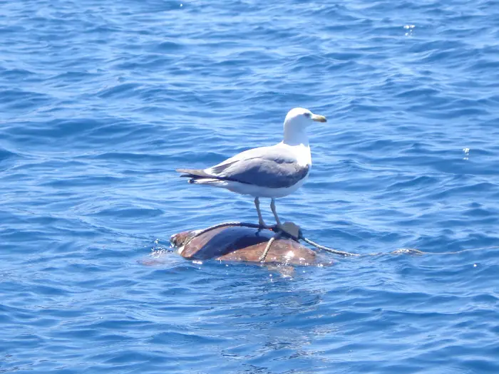 Caretta caretta