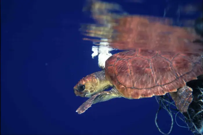 Caretta caretta