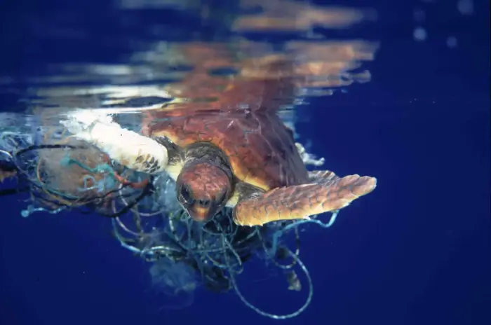 Caretta caretta