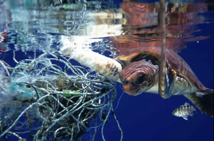 Caretta caretta