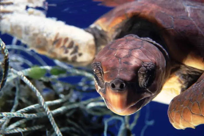 Caretta caretta