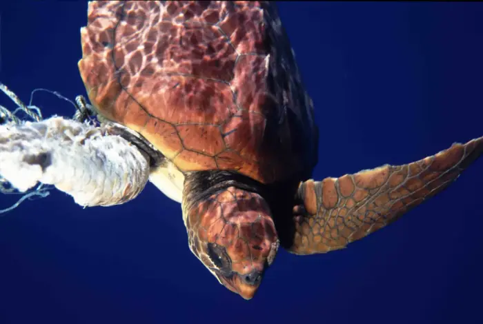 Caretta caretta