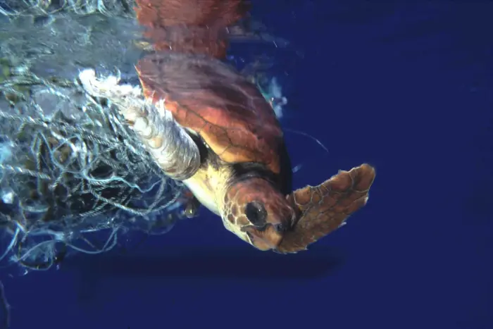 Caretta caretta