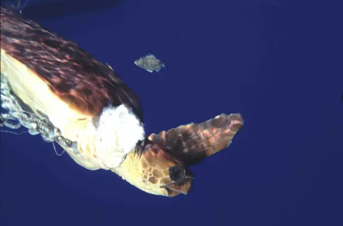 Caretta caretta
