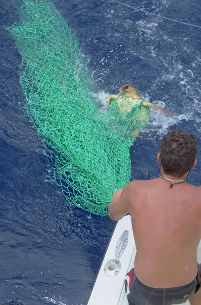 Caretta caretta