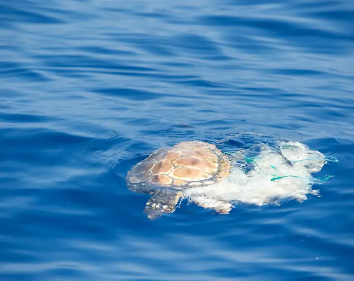 Caretta caretta
