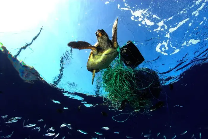 Caretta caretta