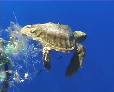Caretta caretta