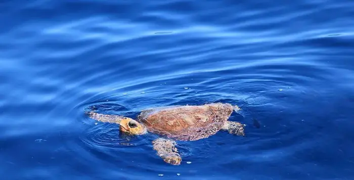 Caretta caretta