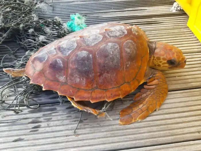 Caretta caretta