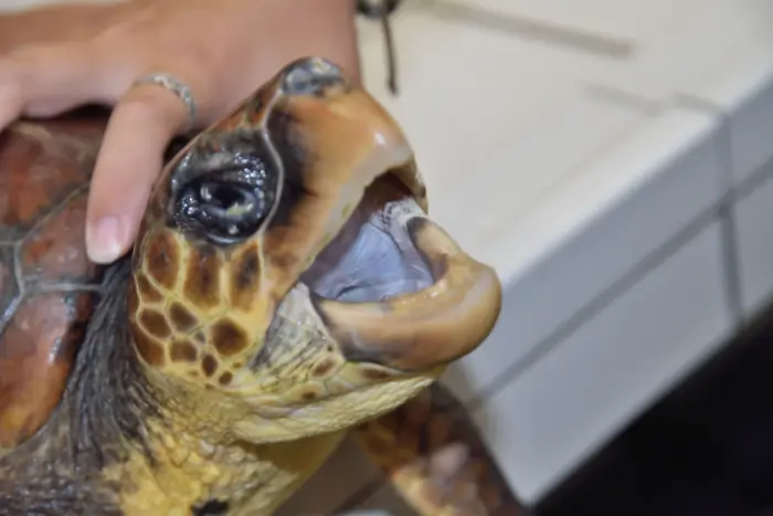 Caretta caretta