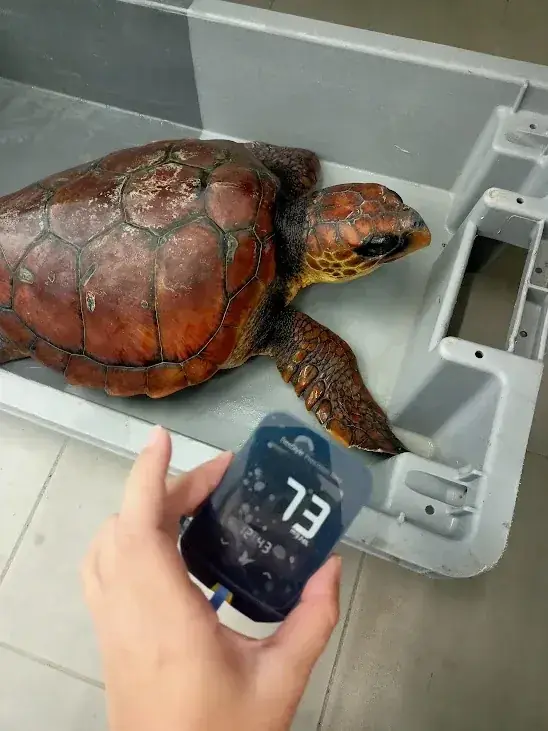 Caretta caretta