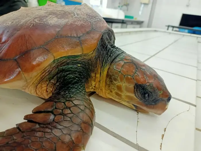 Caretta caretta