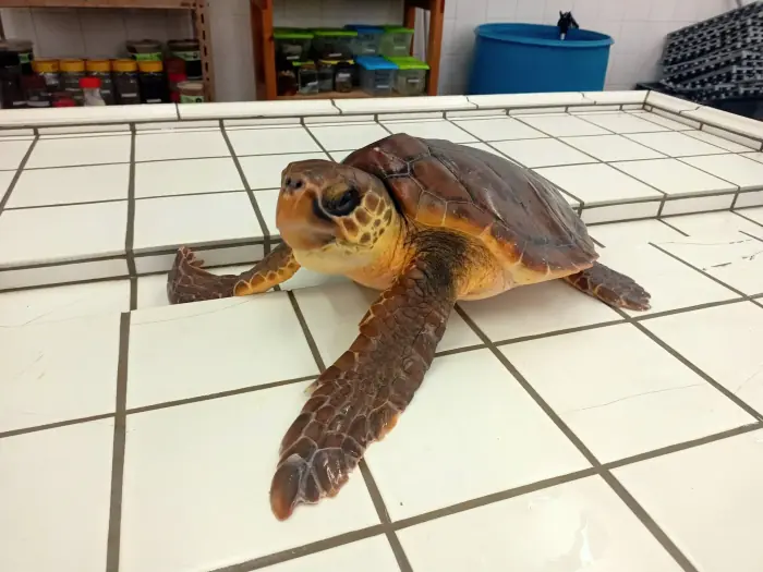 Caretta caretta