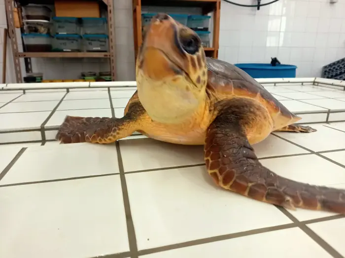 Caretta caretta
