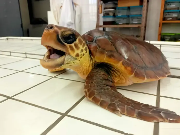 Caretta caretta