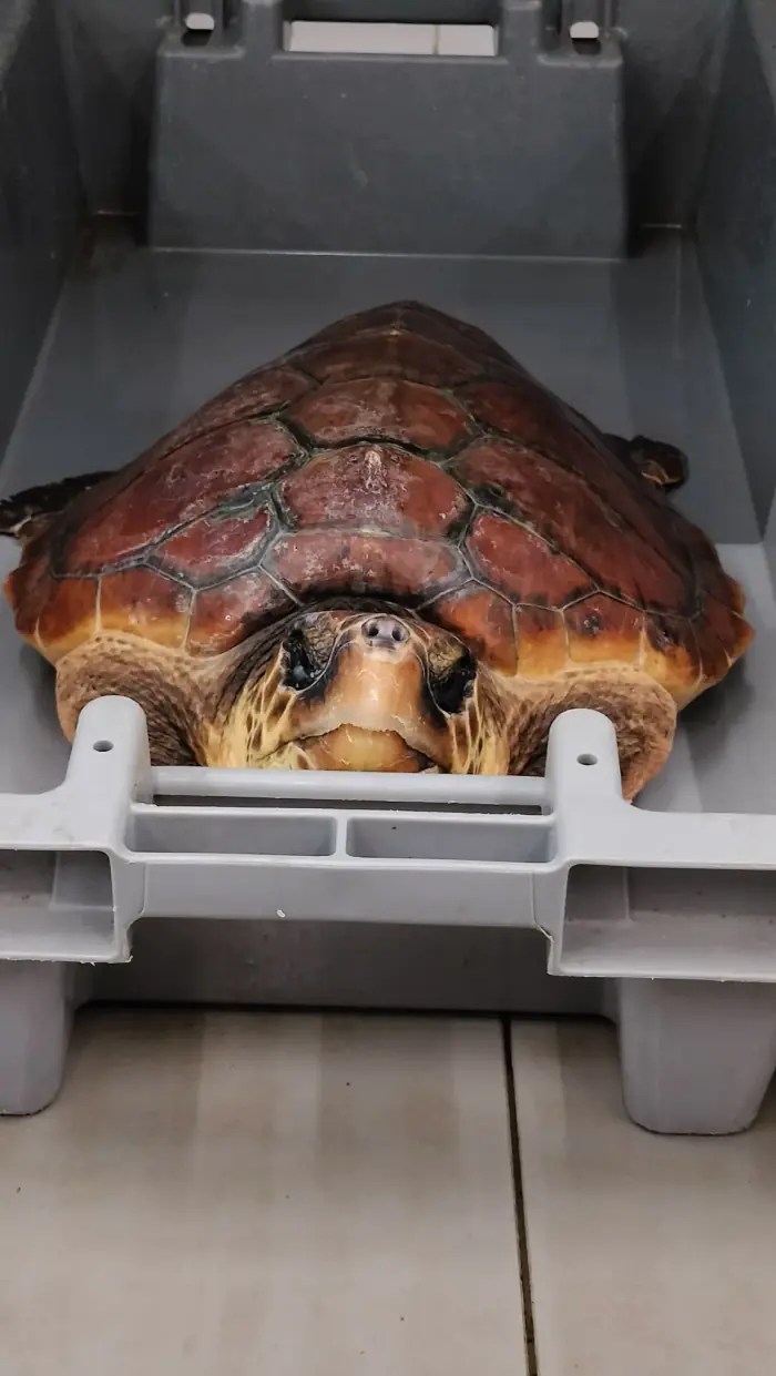Caretta caretta