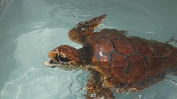 Caretta caretta